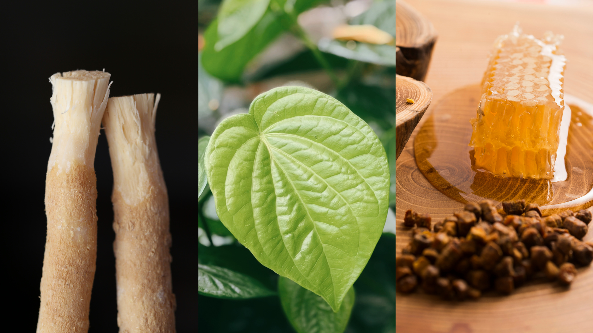 Part 1 - Deep Dive: Miswak, Propolis, Betel Leaf — The 7in1 Formula of RC Labs Product